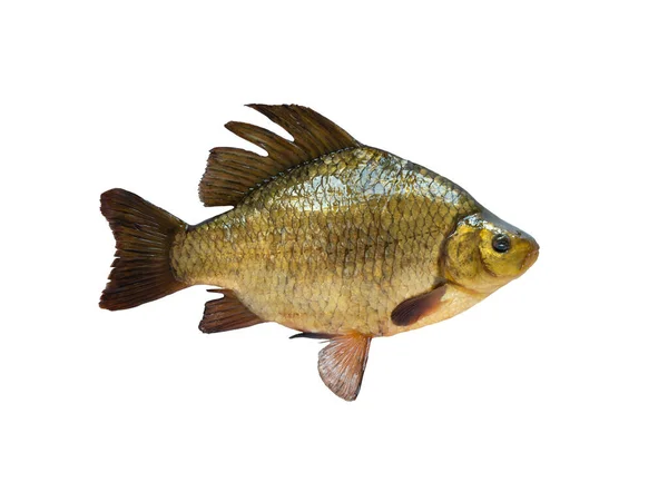 Golden Crucian Fish Isolated White Background — Stock Photo, Image