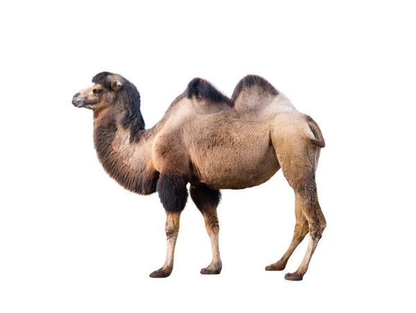 Kamel Isoliert Auf Weißem Hintergrund — Stockfoto