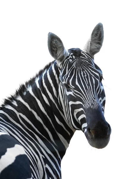 Zebra Porträtt Isolerad Vit Bakgrund — Stockfoto