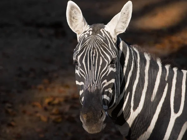 Porträtt Zebra Naturliga Förhållanden — Stockfoto
