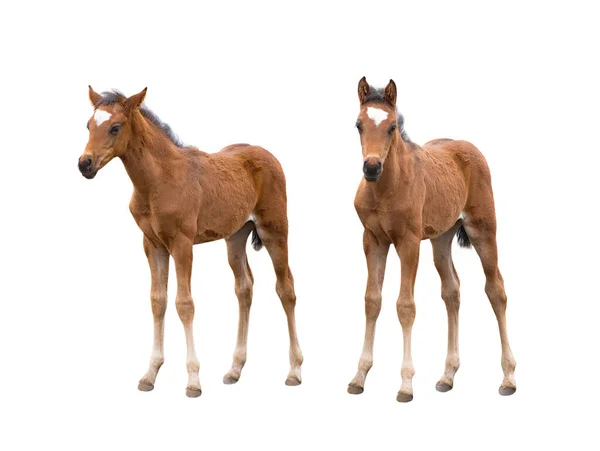 Two Brown Thoroughbred Foal Isolated White Background — Stock Photo, Image