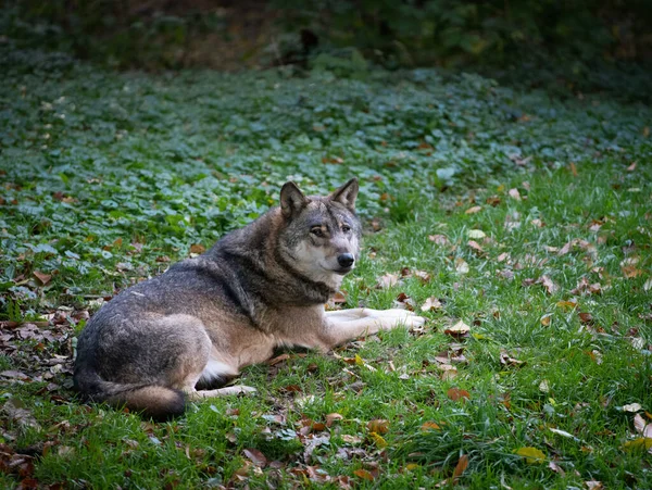 Grauer Wolf Liegt Gras — Stockfoto