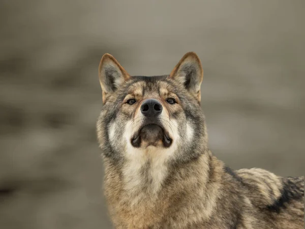 狼跟着小径 嗅出附近发生的事 寻找猎物 相机聚焦在狼的鼻子上 — 图库照片
