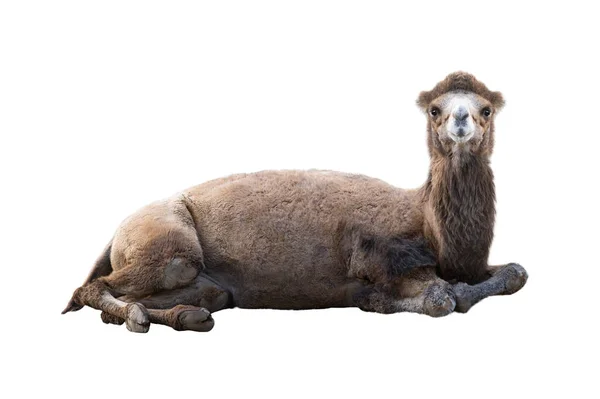 Camelo Deitado Isolado Fundo Branco — Fotografia de Stock