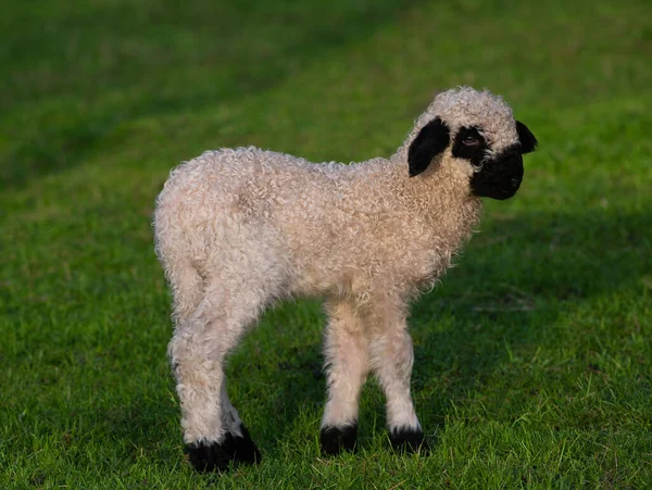 Kleine Welsh Black Faced Sheep Green Background — Stockfoto