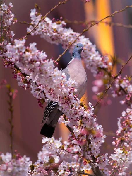 wild wood pigeon sits on cherry blossoms