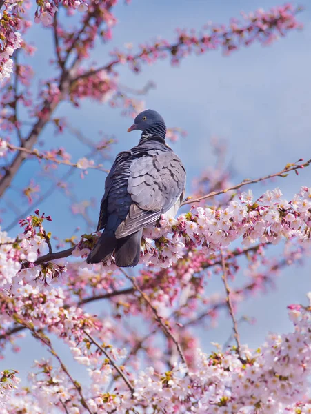 Waldtaube Sitzt Auf Kirschblüten — Stockfoto