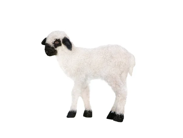 Kleine Welsh Black Faced Schafe Isoliert Weißen Hintergrund — Stockfoto