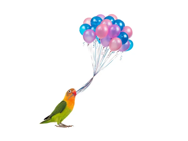 lovebird parrot holding balloons isolated on white background