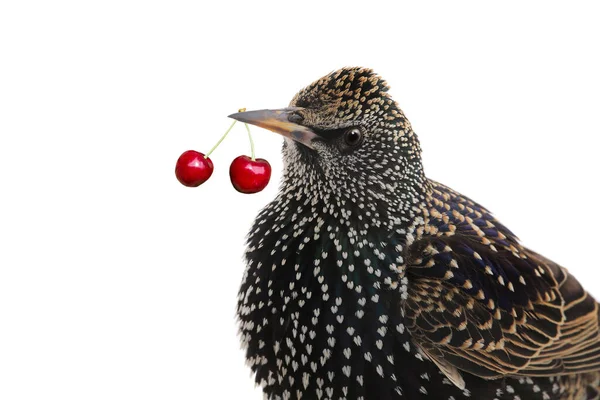 Pták Starling Škůdce Jíst Cherry Bobule Zahradách — Stock fotografie