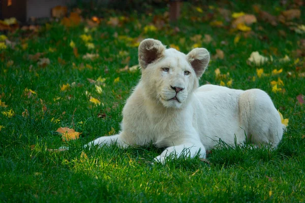 Belo Retrato Pequeno Leão Branco Deitado Grama Verde Outono — Fotografia de Stock