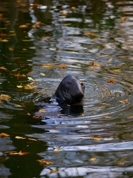 Beautiful Fur Seal Emerged Water — Stock Photo, Image
