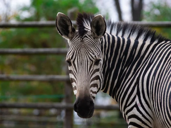 Vacker Zebra Porträtt Utomhus Djurparken — Stockfoto