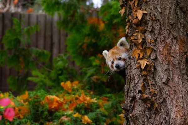Red Panda Peeking Out Tree Trunk — Stock Photo, Image