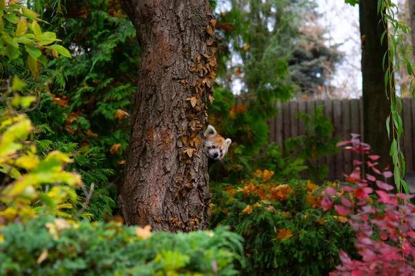 Czerwona Panda Wychodząca Zza Pnia Drzewa — Zdjęcie stockowe