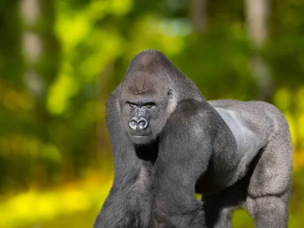 Retrato Ocidental Planície Gorila Sentado Grama Verde — Fotografia de Stock