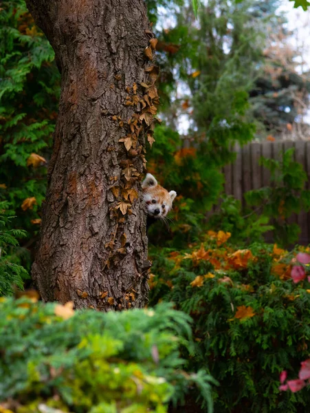 Röd Panda Kikar Bakom Trädstam — Stockfoto
