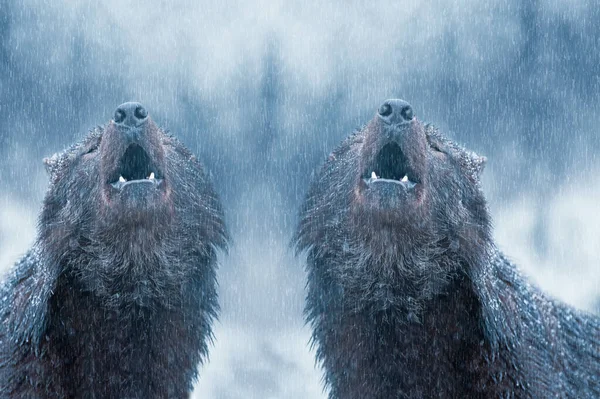 Виття Два Вовка Взимку Тлі Снігу — стокове фото