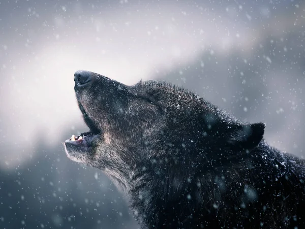 雪の背景を背景に冬にカナダのオオカミをハウリング — ストック写真