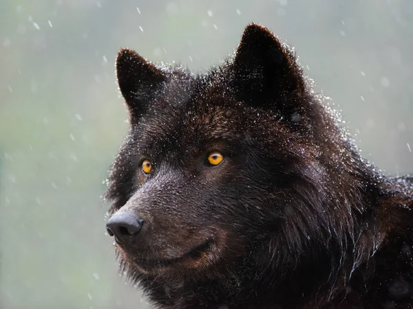 Retrato Lobo Canadense Tempo Nevado — Fotografia de Stock