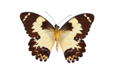 Papilio Euchenor sudestensis (papilio ochenor) beyaz arka planda izole edilmiştir.