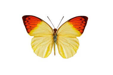 büyük turuncu uç (hebomoia glaucippe) beyaz arka planda izole edilmiştir
