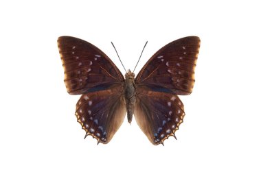 Genel mavi chareksler (charakxes tiridates) beyaz arkaplan üzerinde izole