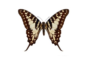 large striped swordtail (graphium antheus) isolated on a white background clipart