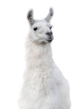 Lama portresi beyaz arkaplanda izole edildi
