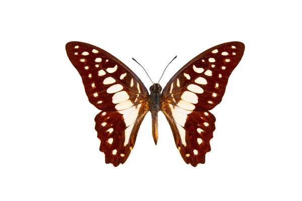 Gewone Jay Vlinder Graphium Doson Geïsoleerd Een Witte Achtergrond — Stockfoto