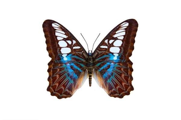Clipper Butterfly Parthenos Sylvia Изолированная Белом Фоне — стоковое фото