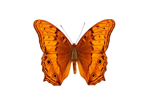 Common Cruiser Butterfly Vindula Erota Isolated White Background — Stock Photo, Image