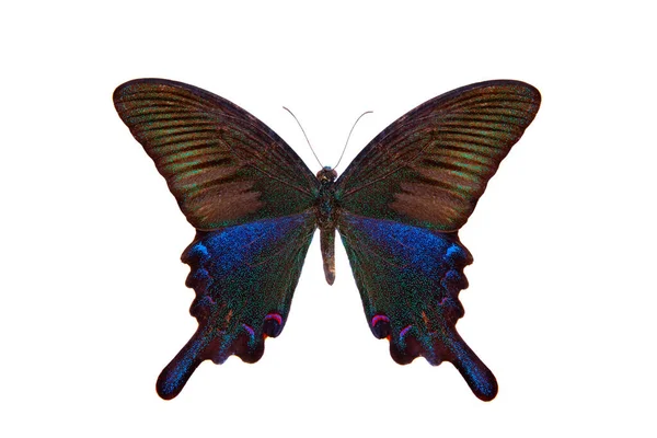 바탕에 떨어져 공작새 Papilio Dialis — 스톡 사진