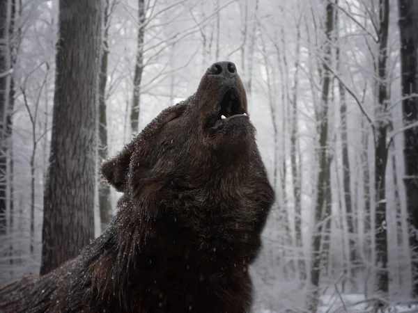 Виття Чорного Вовка Канадійця Взимку Лісі Під Час Снігопаду — стокове фото