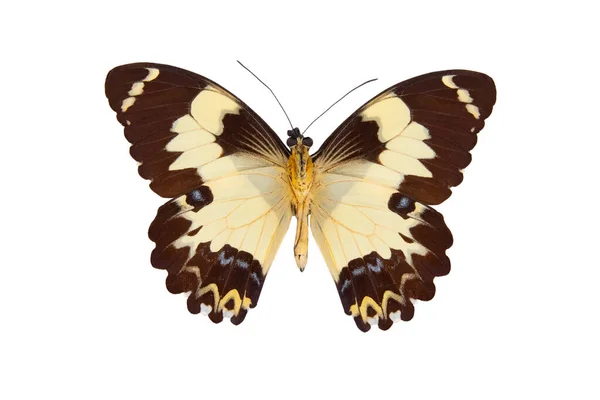 Papilio Euchenor Sudestensis Papilio Euchenor Isolated White Background — Stock Photo, Image