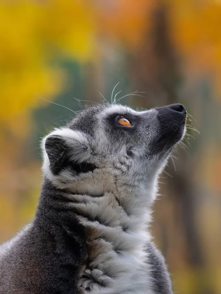 Lemur Levantou Cabeça Contra Pano Fundo Floresta Outono — Fotografia de Stock