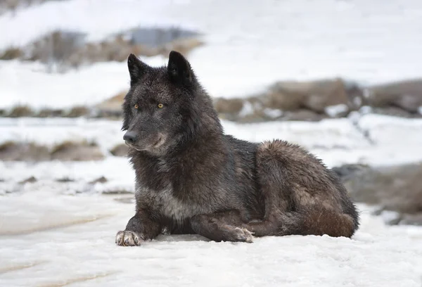 Loup Noir Canadien Couché Sur Neige — Photo
