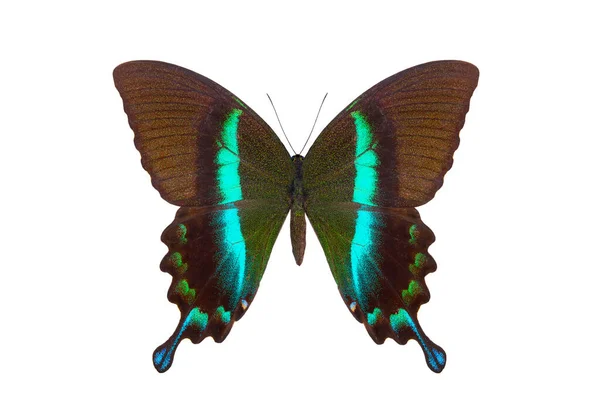Πράσινο Χελιδόνι Papilio Blumei Απομονωμένο Λευκό Φόντο — Φωτογραφία Αρχείου
