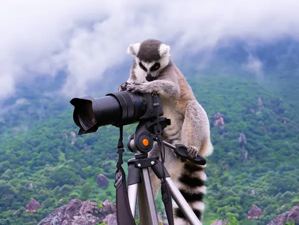 Lêmure Fotógrafo Dispara Com Uma Câmera Nas Montanhas Sentado Uma — Fotografia de Stock