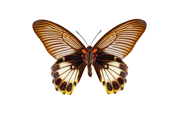 Grande Mormone Papilio Memnon Isolato Fondo Bianco — Foto Stock