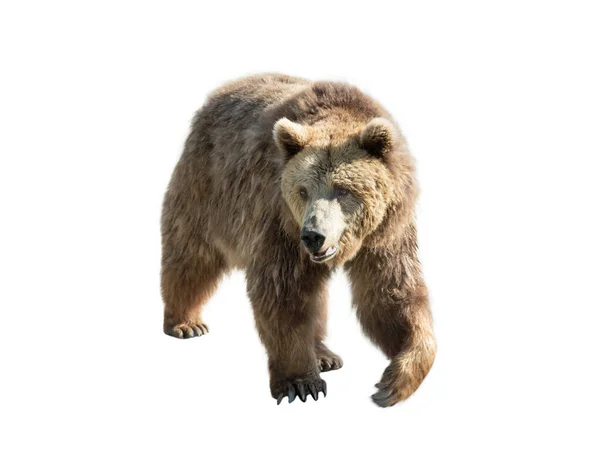 Urso Castanho Isolado Sobre Fundo Branco — Fotografia de Stock