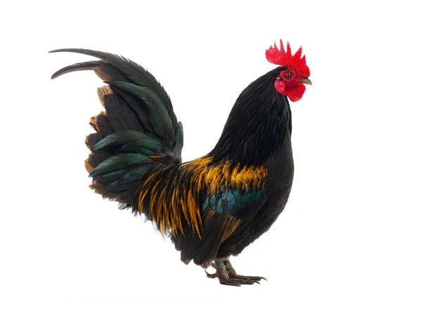 Ayam Jantan Emas Diisolasi Pada Latar Belakang Putih — Stok Foto