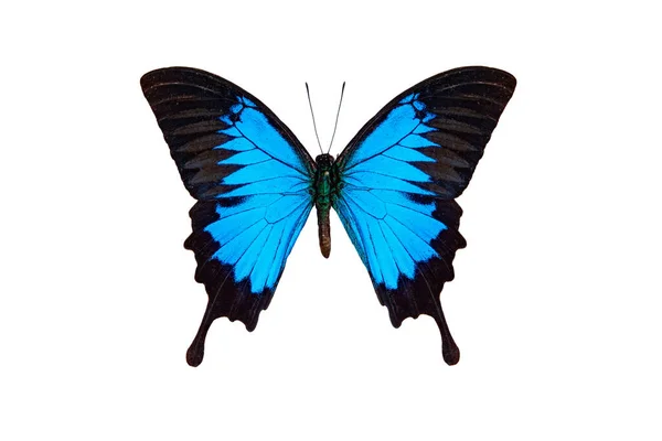Sailboat Ulysses Papilio Ulysses Isolated White Background — Stock Photo, Image