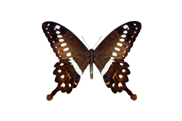 Central Kejsare Svälja Svans Papilio Lormieri Isolerad Vit Bakgrund — Stockfoto