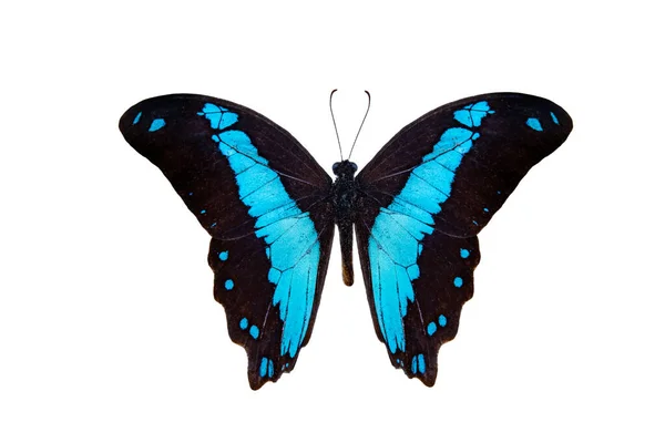 Papilio Chrapkowskoides Papilio Bromius Isolated White Background — Stock Photo, Image
