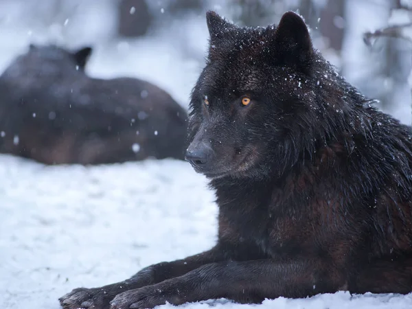 portrait of a black canadian wolf in the forest during a snowfall