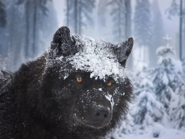 Портрет Чорного Канадського Вовка Лісі Під Час Снігопаду — стокове фото