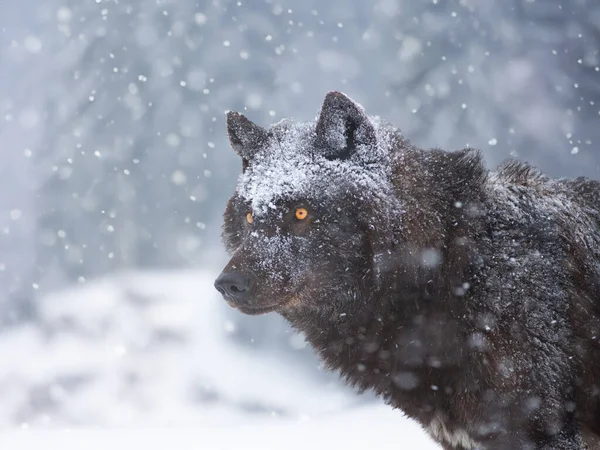 Портрет Чорного Канадського Вовка Лісі Під Час Снігопаду — стокове фото