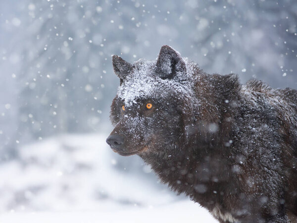 портрет черного канадского волка в лесу во время снегопада