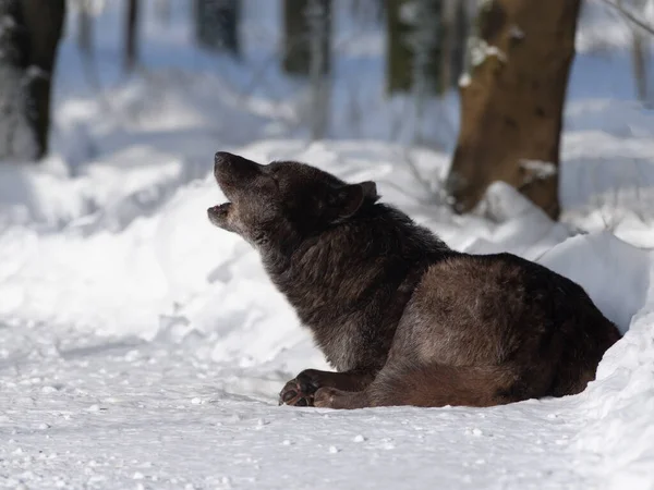 Üvöltő Fekete Kanadai Farkas Erdőben — Stock Fotó